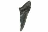 Partial Fossil Megalodon Tooth - Serrated Blade #328993-1
